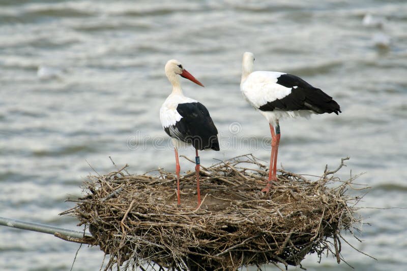 Two ciconia in the nest. Two ciconia in the nest