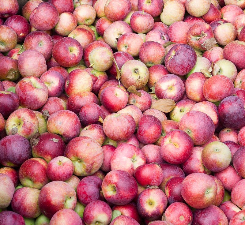 Cider Apples stock photo. Image of eating, food, apples 21317508