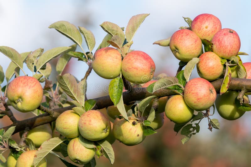 Cider apples stock photo. Image of outdoor, agricultural 158604610