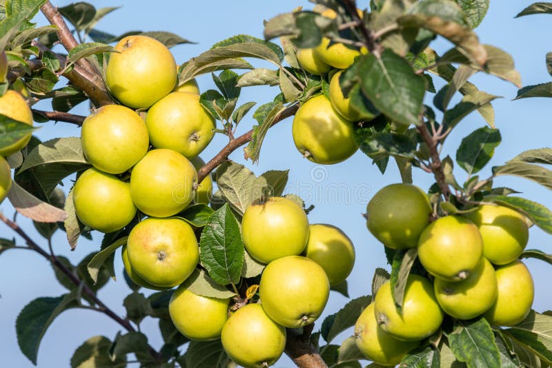 Cider apples stock image. Image of green, cider, scene 158604711