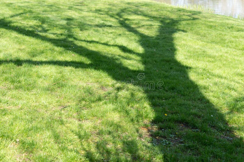 Cie? drzewny baga?nik na zielonej ??ce fotografia stock Cie? drzewny baga?nik na zielonej ??ce fotografia stock