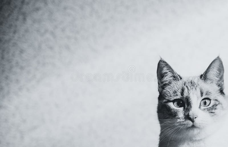 A curious cat`s head on textured wall background, free space. A curious cat`s head on textured wall background, free space