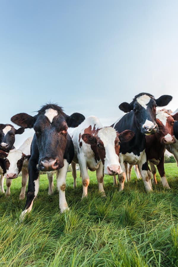 Curious Dutch milk cows in a row. Curious Dutch milk cows in a row