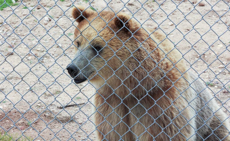 Ciekawy grizzly niedźwiedź w zoo klatce obraz stock Ciekawy grizzly niedźwiedź w zoo klatce obraz stock