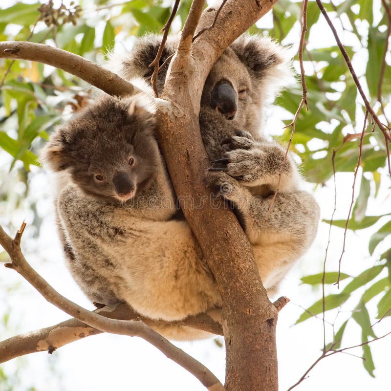 Ciekawy koali dziecko z śpiącą mamusią, kangur wyspa, Australia Ciekawy koali dziecko z śpiącą mamusią, kangur wyspa, Australia