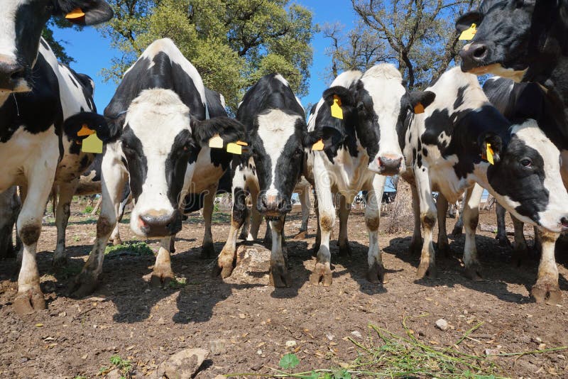 Curious dairy cattle in a field, Alt Emporda, Girona, Catalonia, Spain. Curious dairy cattle in a field, Alt Emporda, Girona, Catalonia, Spain