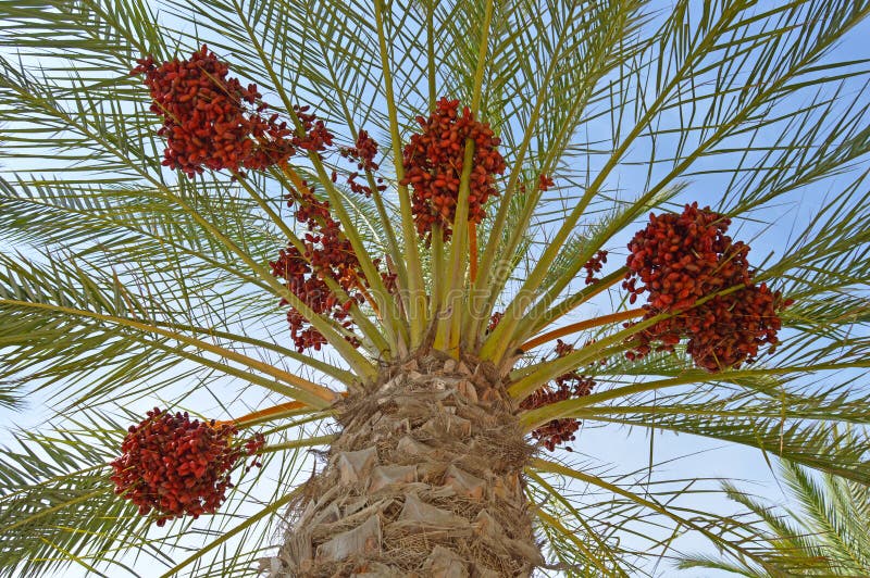 Ciel bleu au-dessus des dates rouges image stock Ciel bleu au-dessus des dates rouges image stock