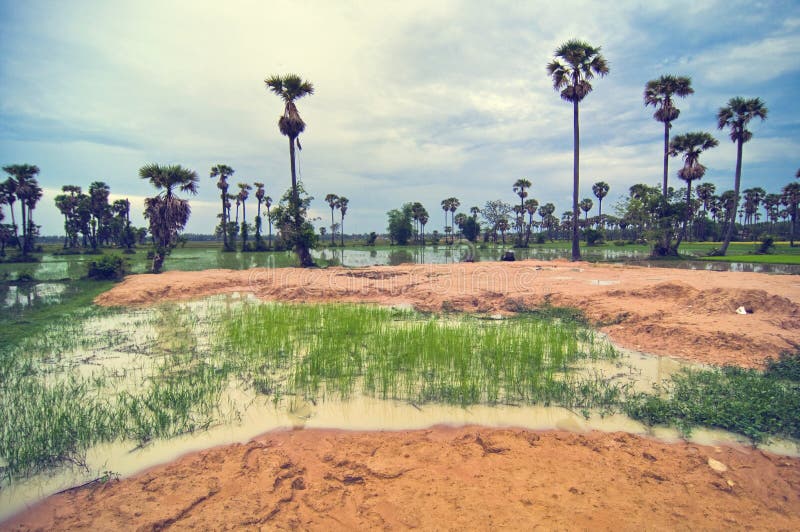 Rice field with big ficus tree and blue sky from Cambodia. Rice field with big ficus tree and blue sky from Cambodia