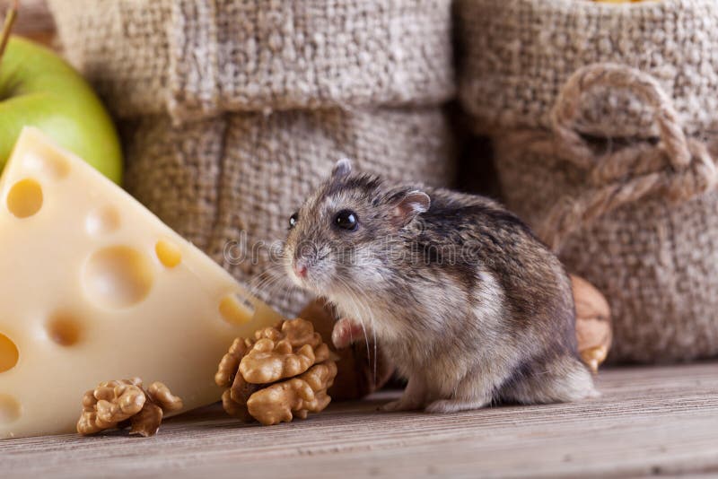 Ciel de rongeur - hamster ou souris dans l'office image stock Ciel de rongeur - hamster ou souris dans l'office image stock