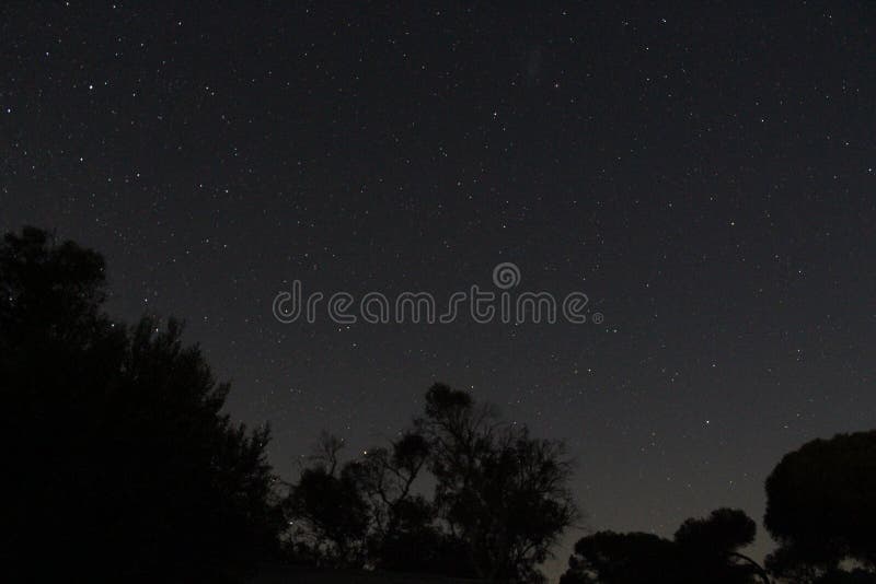 Ciel nocturne étoilé avec des silhouettes d'arbre
