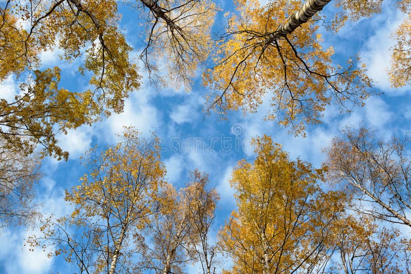 Download Ciel par les arbres image stock. Image du humeur, regard - 77159663