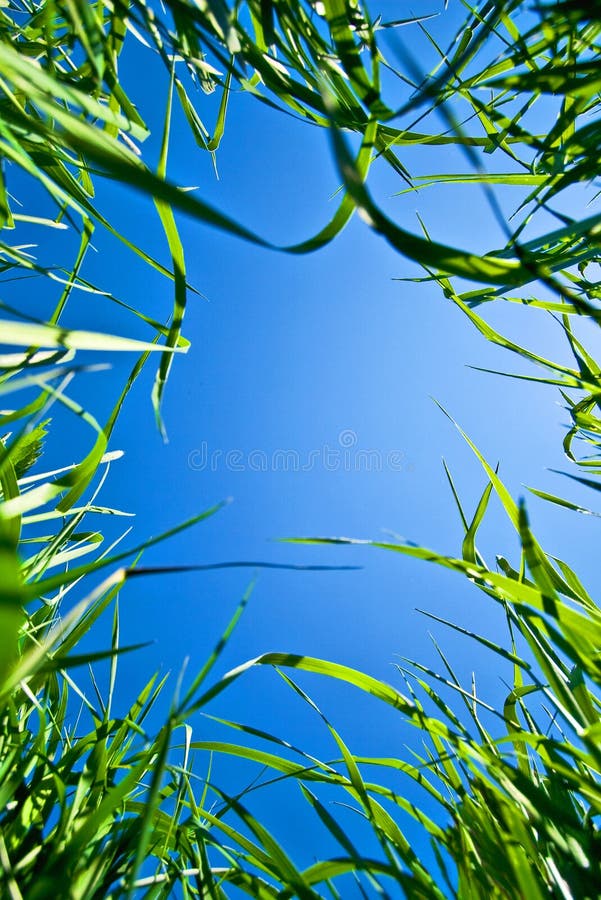 Cielo attraverso l'erba fotografia stock Cielo attraverso l'erba fotografia stock