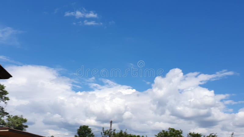 Cielo azul con nubes de aves voladoras y ramas verdes