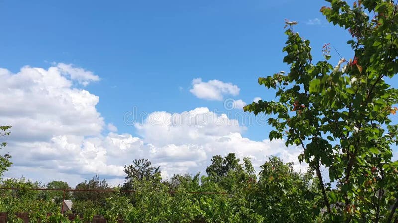 Cielo azul con nubes de aves voladoras y ramas verdes