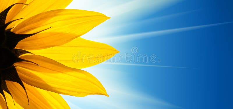 Sunflower flower over blue background. Sunflower flower over blue background