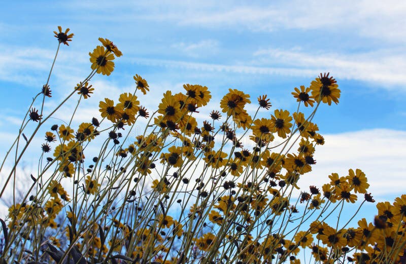 Cielo blu del uner di Brittlebush, parco di stato del deserto di Anza Borrego immagine stock libera da diritti Cielo blu del uner di Brittlebush, parco di stato del deserto di Anza Borrego immagine stock libera da diritti