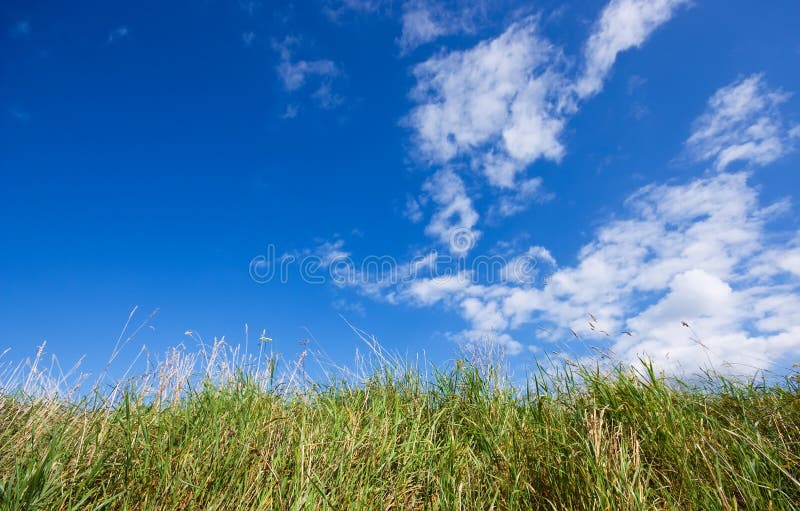 Cielo azzurro ed erba verde fotografia stock