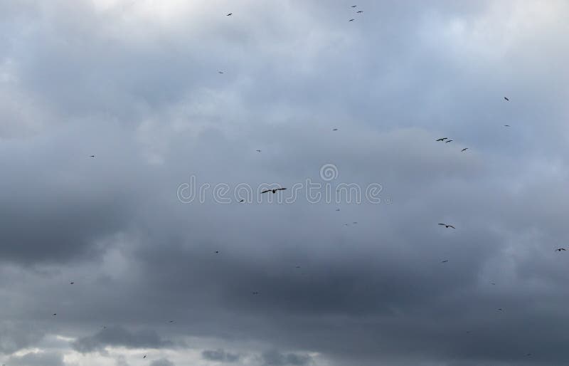 Cielo blu nuvoloso con le siluette dei gabbiani che volano in un Coruña, Galizia, Spagna fotografia stock Cielo blu nuvoloso con le siluette dei gabbiani che volano in un Coruña, Galizia, Spagna fotografia stock