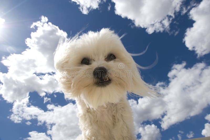 Cielo del cane immagine stock libera da diritti Cielo del cane immagine stock libera da diritti