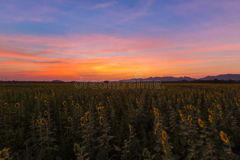 Cielo dramático hermoso de la puesta del sol sobre campo del girasol de la plena floración fotos de archivo libres de regalías Cielo dramático hermoso de la puesta del sol sobre campo del girasol de la plena floración fotos de archivo libres de regalías