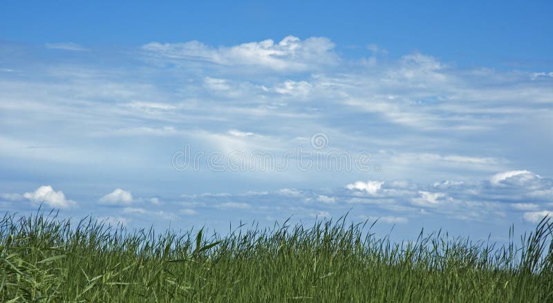 Cielo e erba fotografie stock