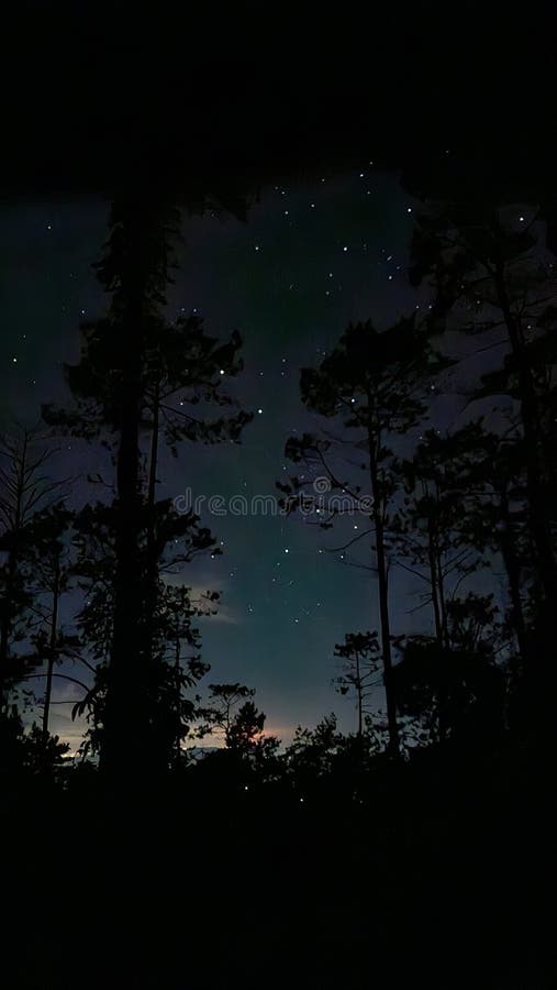 Cielo nocturno estrellado a través de pinos altos y un paisaje forestal sereno perfecto para el paisaje natural y los temas espect imagen de archivo libre de regalías