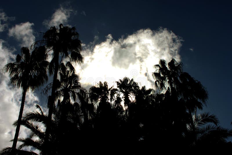 Cielo nocturno tropical dramático con la silueta de palmas contra un cielo oscuro con las nubes tempestuosas imagen de archivo Cielo nocturno tropical dramático con la silueta de palmas contra un cielo oscuro con las nubes tempestuosas imagen de archivo