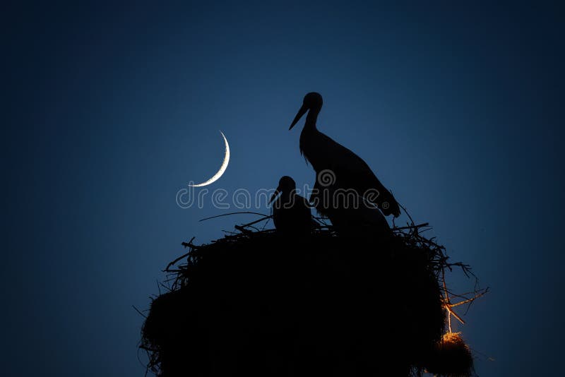 Moon, night sky and storks family in nest. Stork and newborn baby chicks. Moon, night sky and storks family in nest. Stork and newborn baby chicks.