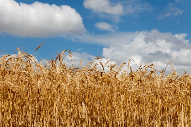 Cielo nuvoloso sopra il campo di grano immagini stock libere da diritti Cielo nuvoloso sopra il campo di grano immagini stock libere da diritti