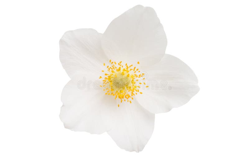 hellebore flower isolated on white background. hellebore flower isolated on white background
