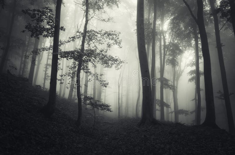 Dark fantasy forest with mysterious fog trough trees on Halloween. Dark fantasy forest with mysterious fog trough trees on Halloween