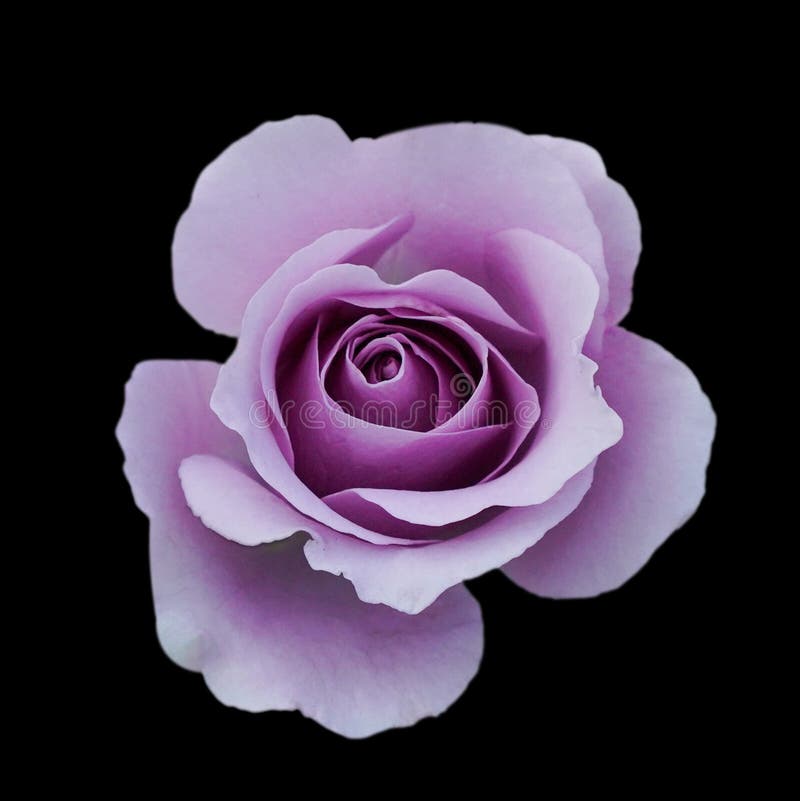 Ciemny purpurowy róży tło, purpury róża odizolowywająca na czarnym tle, kartka z pozdrowieniami z luksusowe róże, wizerunku ciemn fotografia royalty free Ciemny purpurowy róży tło, purpury róża odizolowywająca na czarnym tle, kartka z pozdrowieniami z luksusowe róże, wizerunku ciemn fotografia royalty free