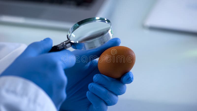 Científico Que Mira Huevo Aunque Lupa, Control De Calidad De La Comida, Aprobación Foto de archivo - de nutricionista, medicina: 131848700