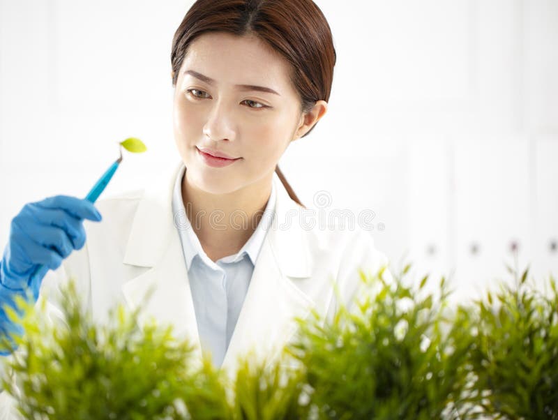 Cientista da mulher que verifica a planta fotos de stock Cientista da mulher que verifica a planta fotos de stock