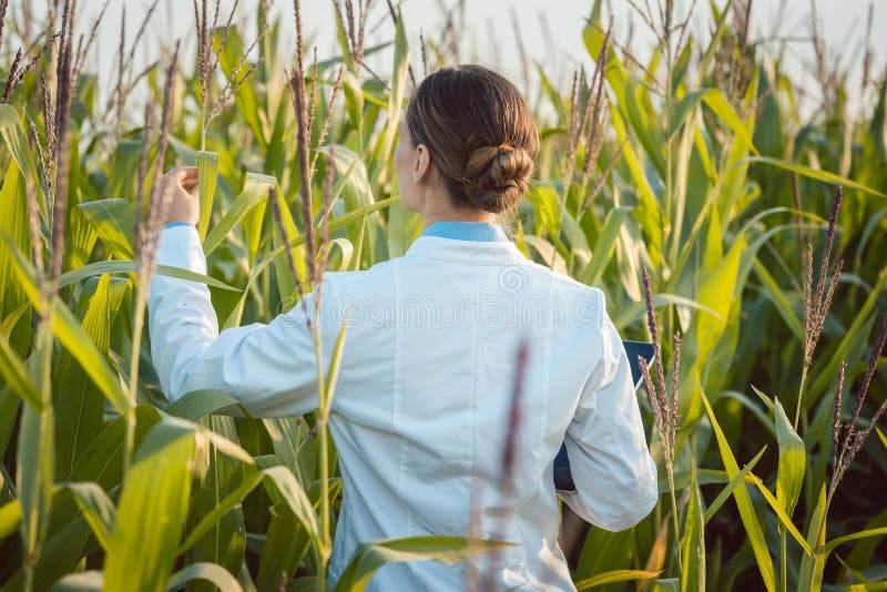Cientista em testes de campo do milho uma raça nova de GMO fotografia de stock Cientista em testes de campo do milho uma raça nova de GMO fotografia de stock