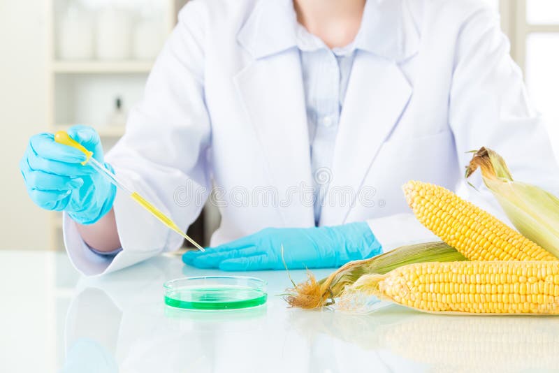 Cientista fêmea asiático que faz a pesquisa genética da alteração do milho imagem de stock Cientista fêmea asiático que faz a pesquisa genética da alteração do milho imagem de stock