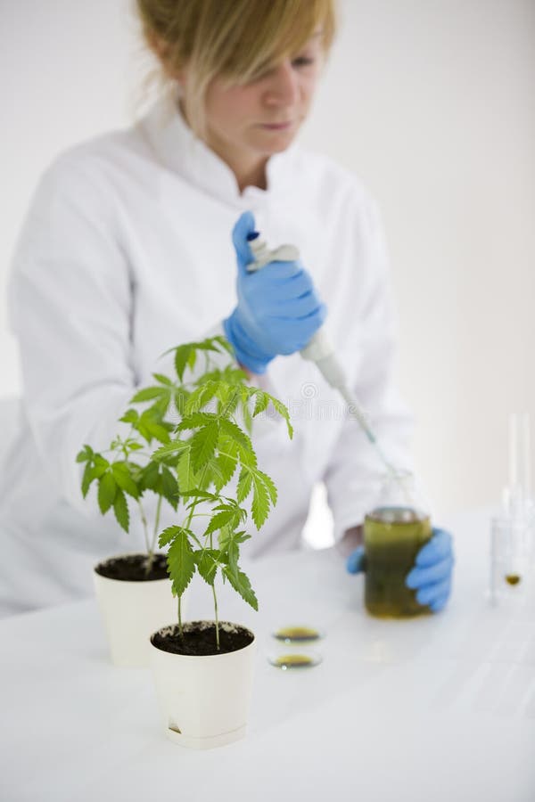 Cientista que verifica um óleo farmacêutico do cbd em um laboratório com o conta-gotas e os tubos de vidro imagens de stock royalty free Cientista que verifica um óleo farmacêutico do cbd em um laboratório com o conta-gotas e os tubos de vidro imagens de stock royalty free