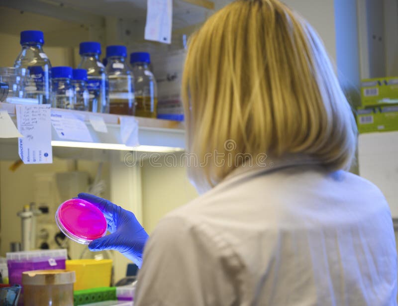 Científica europea observando de cerca la placa de agar para el crecimiento de la cultura bacteriana, sujetando una mano para el