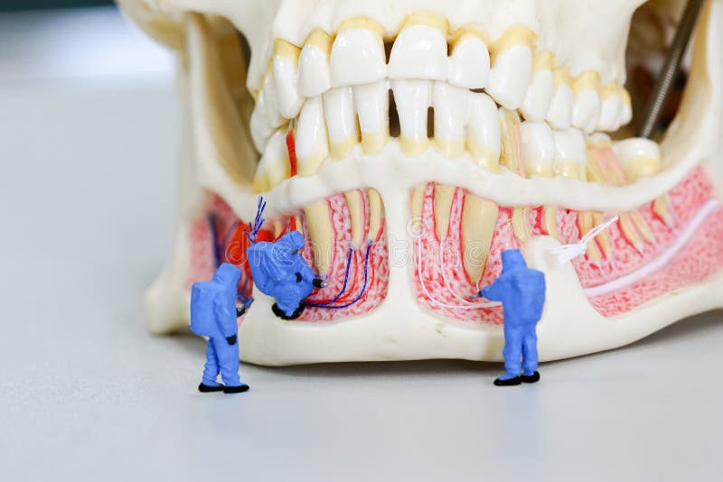 Científico miniatura de la gente en el trabajo con el modelo dental del diente fotos de archivo Científico miniatura de la gente en el trabajo con el modelo dental del diente fotos de archivo