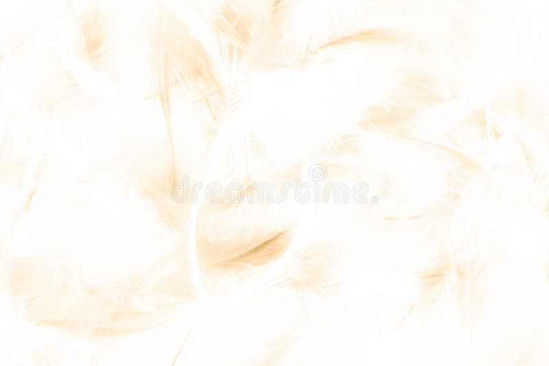 Cierre abstracto hermoso de la textura encima de las plumas marrones y amarillas fondo y papel pintado del oro blanco del color foto de archivo Cierre abstracto hermoso de la textura encima de las plumas marrones y amarillas fondo y papel pintado del oro blanco del color foto de archivo