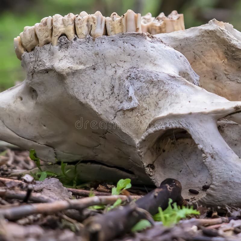 Cierre cuadrado para arriba de un cráneo animal en el bosque contra troncos y el cielo borrosos de árbol imagen de archivo libre de regalías Cierre cuadrado para arriba de un cráneo animal en el bosque contra troncos y el cielo borrosos de árbol imagen de archivo libre de regalías