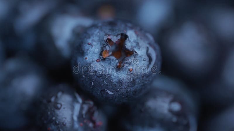 Cierre de arándanos frescos con gotas de agua almacen de video