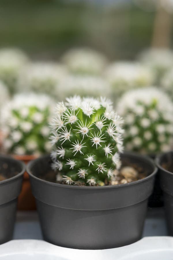 Cierre De Cactus Suculentas En Maceta De Flores Negras. Hermosos Cactus  Pequeños Con Forma Redonda Y Espinas Nítidas Blancas Para Imagen de archivo  - Imagen de planta, houseplant: 181140777