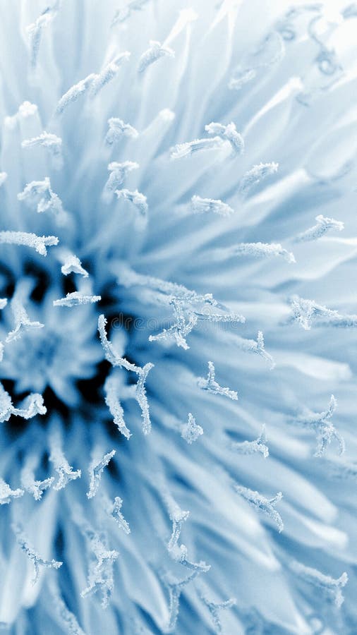 Cierre De Dandelion. La Flor Parece Estar Hecha De Nieve Y Escarcha. Fondo De Pantalla De Color Azul Claro Para Un Teléfono Móvil. Imagen de archivo - Imagen de pétalo, florecimiento: 221073885 Cierre De Dandelion. La Flor Parece Estar Hecha De Nieve Y Escarcha. Fondo De Pantalla De Color Azul Claro Para Un Teléfono Móvil. Imagen de archivo - Imagen de pétalo, florecimiento: 221073885
