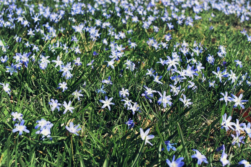 Cierre De Flores De Cilla Azul Floreciente En Un Día Soleado Primeras  Plantas Bulbosas De Primavera Tapa Floral Del Prado Imagen de archivo -  Imagen de cierre, pétalos: 169159617
