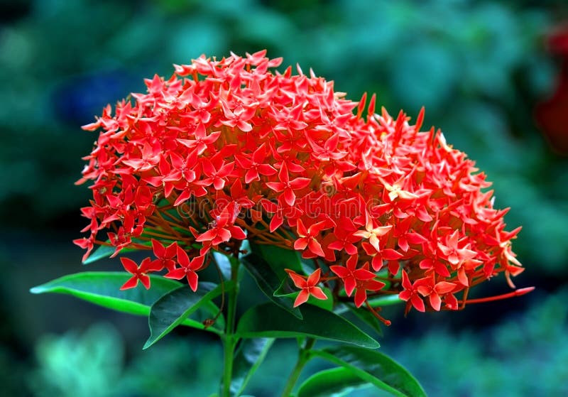 Cierre De Flores Rojas Tropicales En Flor Imagen de archivo - Imagen de flores, cubo: 193071183 Cierre De Flores Rojas Tropicales En Flor Imagen de archivo - Imagen de flores, cubo: 193071183