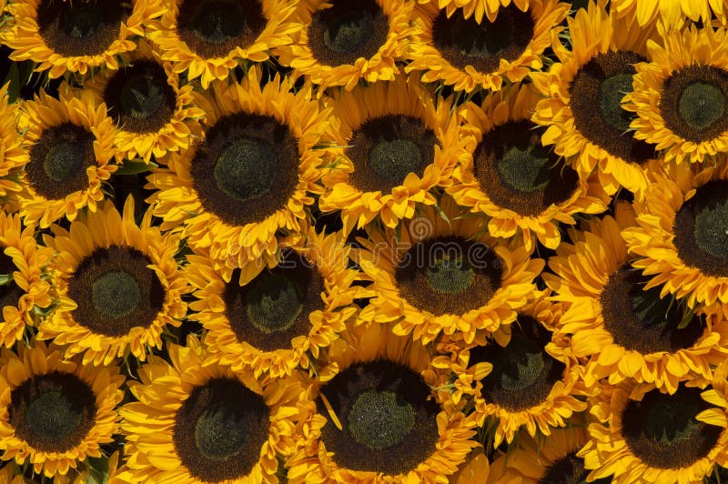 Cierre de fondo de girasoles falsos fotografía de archivo libre de regalías