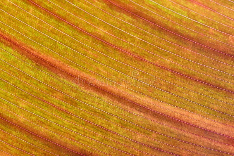 Cierre de hoja de jengibre. macro supermacro imagen de archivo libre de regalías