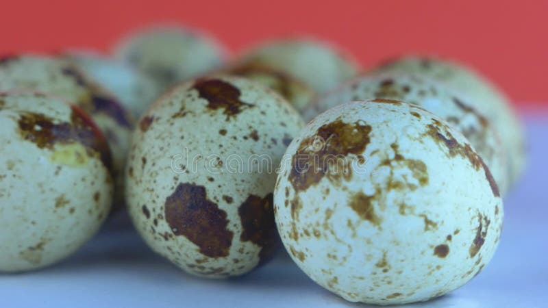 Cierre de huevos de codorniz frescos de color claro. huevos de ave crudos para cocinar. alimentos saludables como fuente de proteí almacen de video