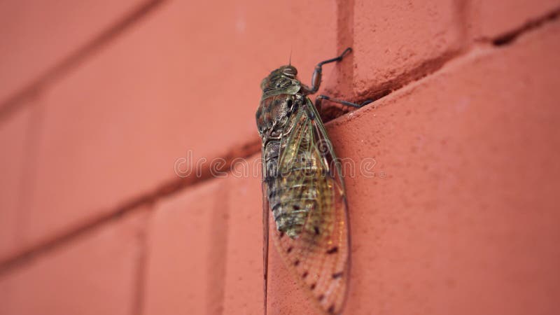 Cierre de insecto de verano de cicada se aferra a la pared de ladrillo